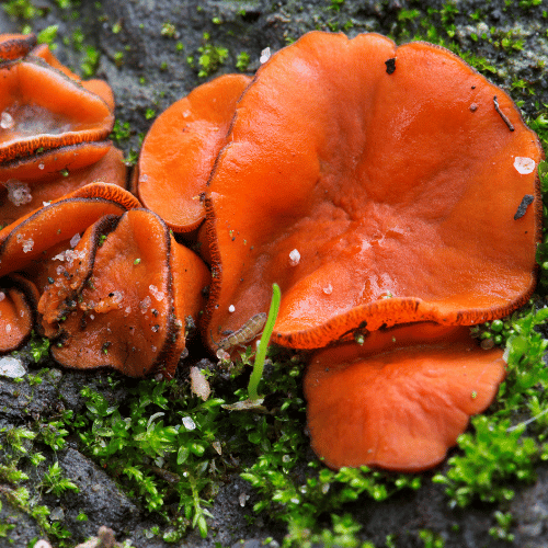Domicile Cup Fungus