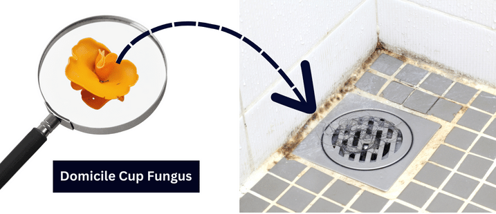 How To Get Rid Of Domicile Cup Fungus In Bathroom – 5 Successful Steps