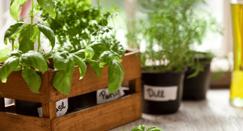 Kitchen Plants and Herbs