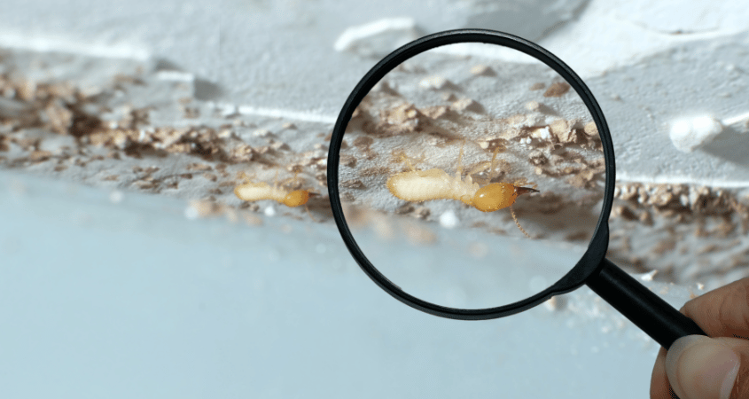 Termites - A Persistent Home Invader