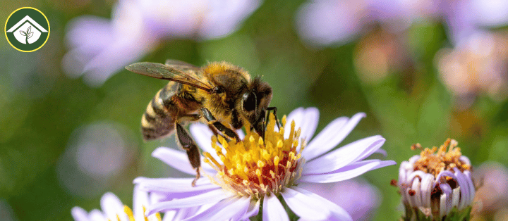The Importance Pollinators Has On Our Environment